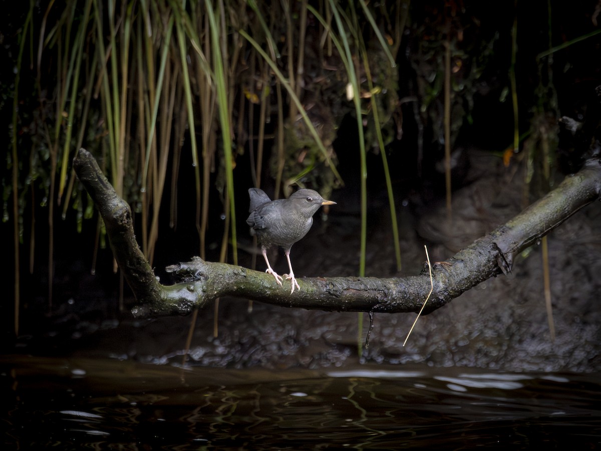 American Dipper - ML647691244