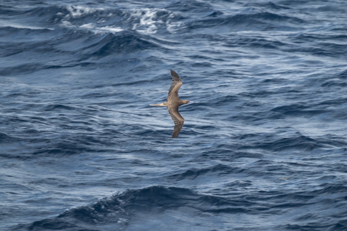 Red-footed Booby - ML647691252