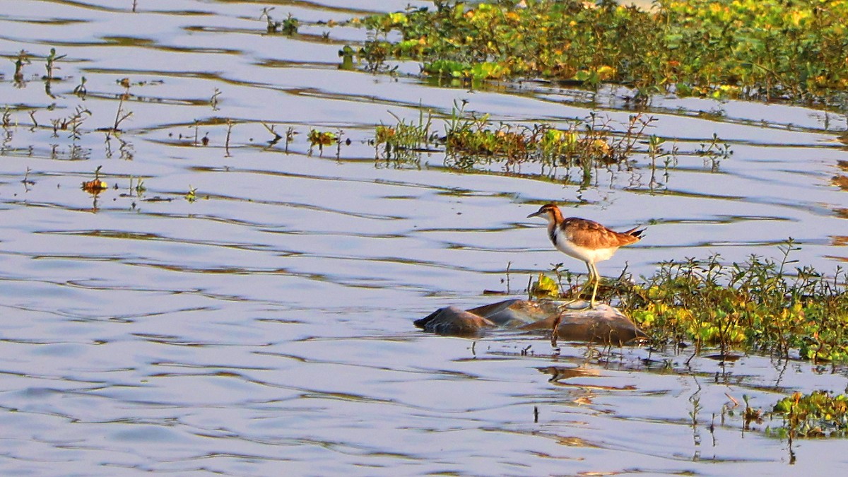 fasanbladhøne - ML647691258