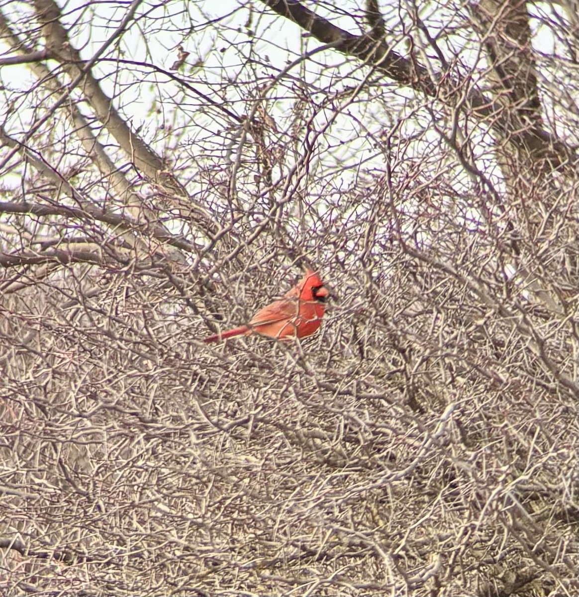 Cardinal rouge - ML647691276