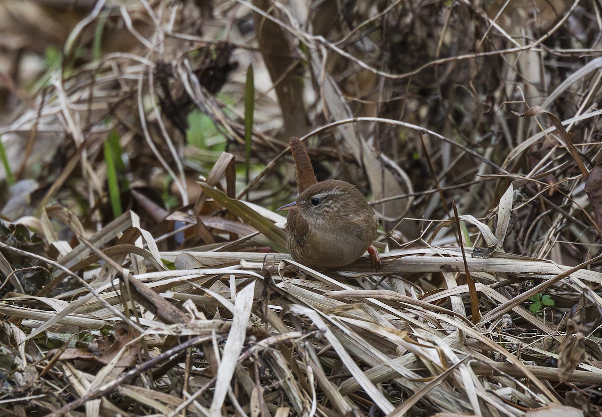 ミソサザイ - ML647691289