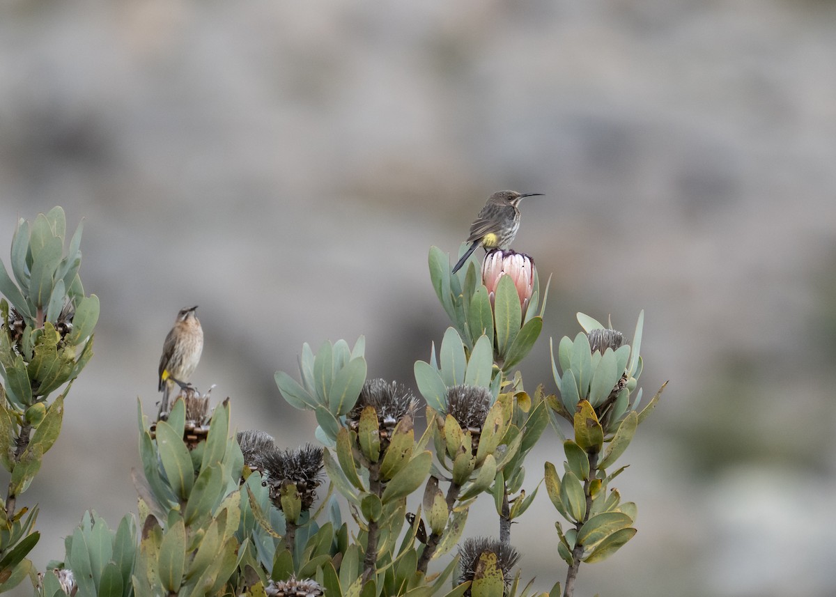 Cape Sugarbird - ML647691329