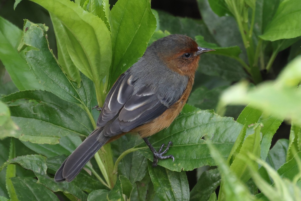 Rufous-browed Conebill - ML647691349