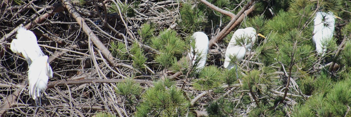 Garceta Grande - ML647691380