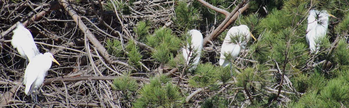 Garceta Grande - ML647691381