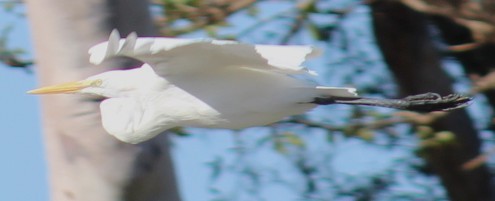 Garceta Grande - ML647691382