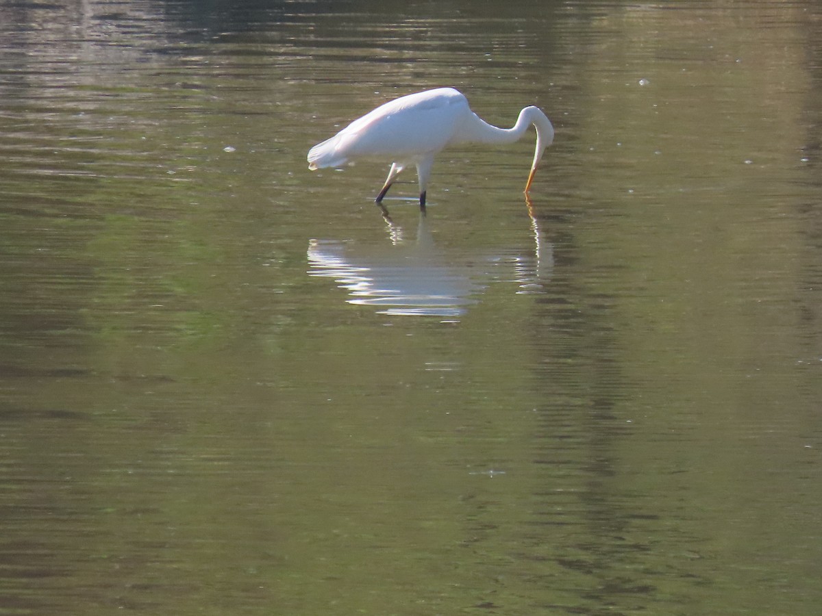 Garceta Grande - ML647691438