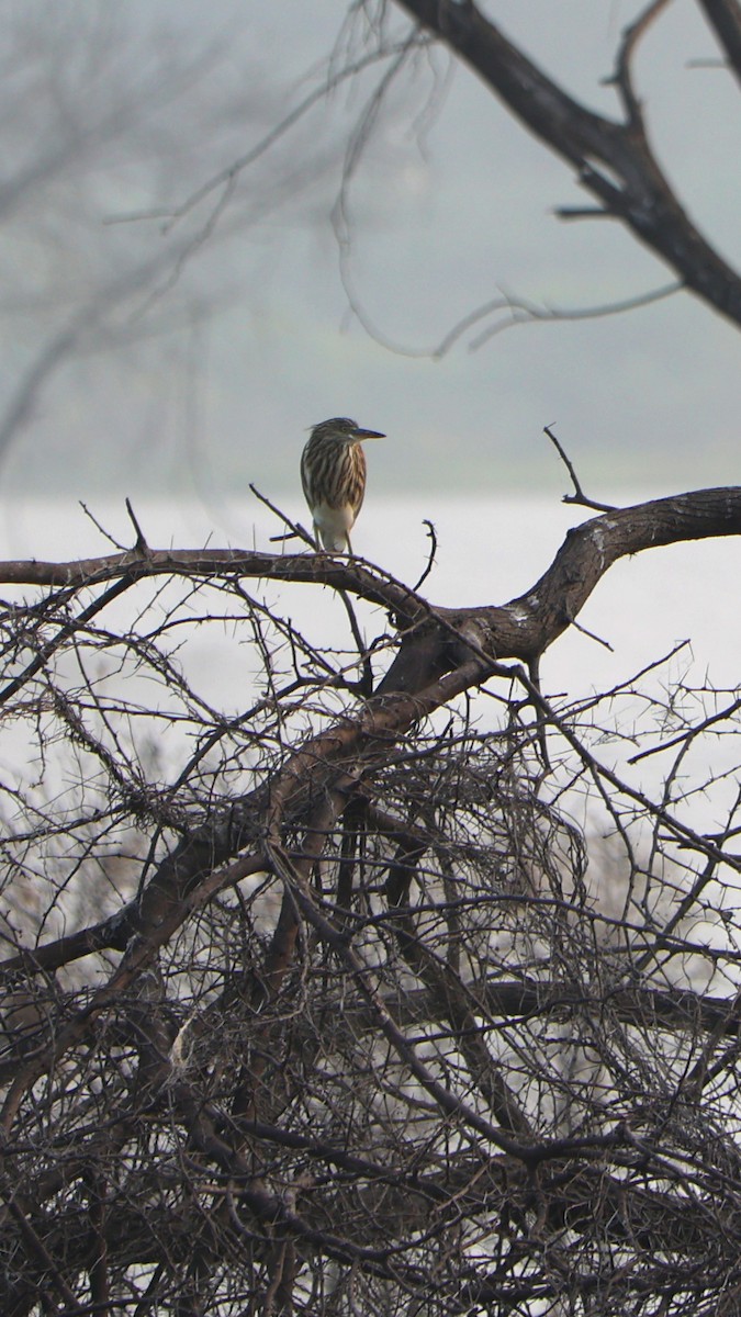 Indian Pond-Heron - ML647691463