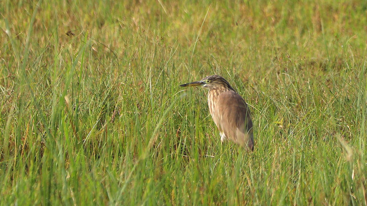 Indian Pond-Heron - ML647691465