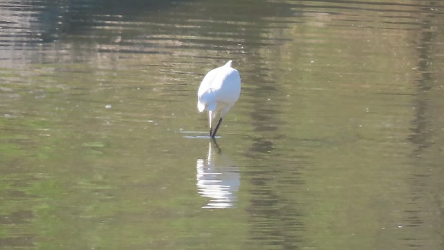 Garceta Grande - ML647691479