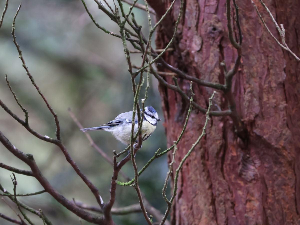 Herrerillo Común - ML647691506