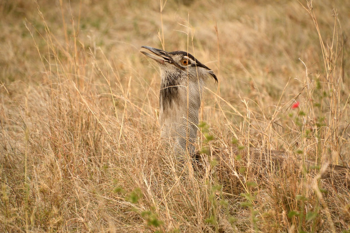 Kori Toyu - ML647691511