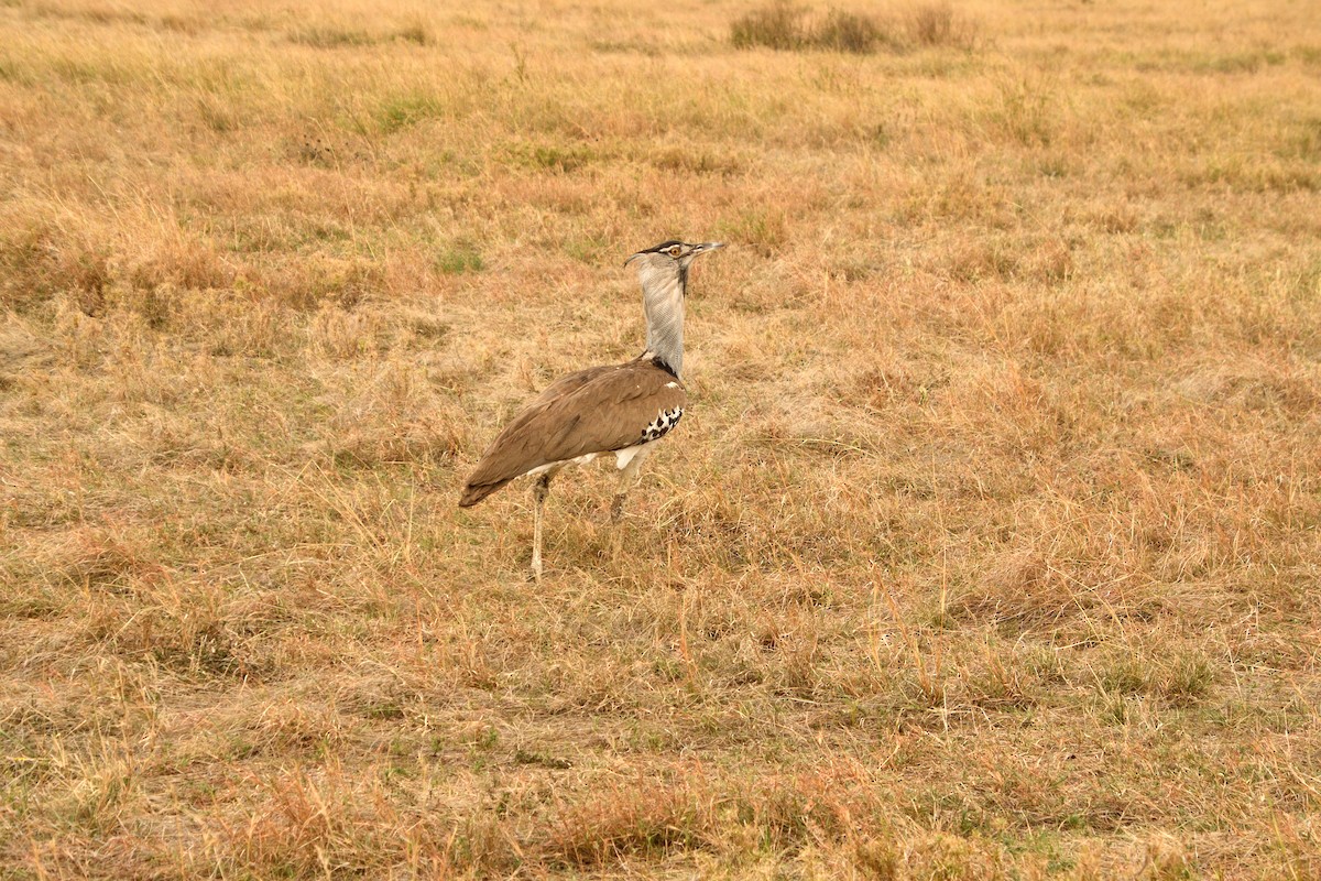 Kori Toyu - ML647691524