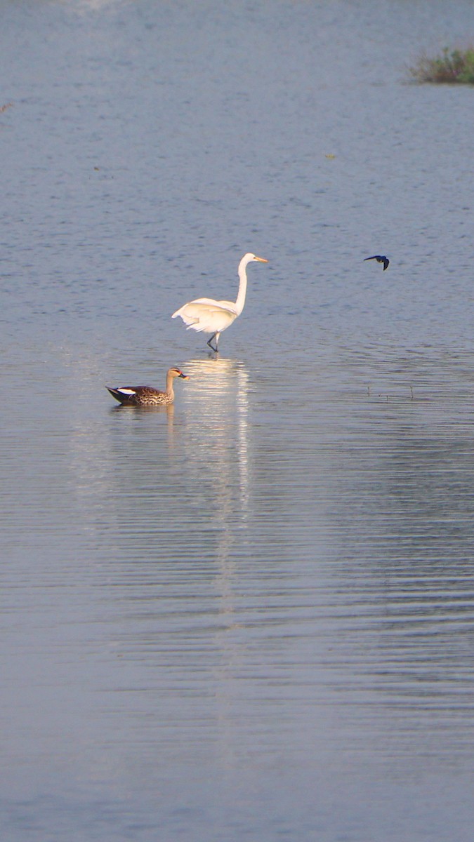 Garceta Grande - ML647691537