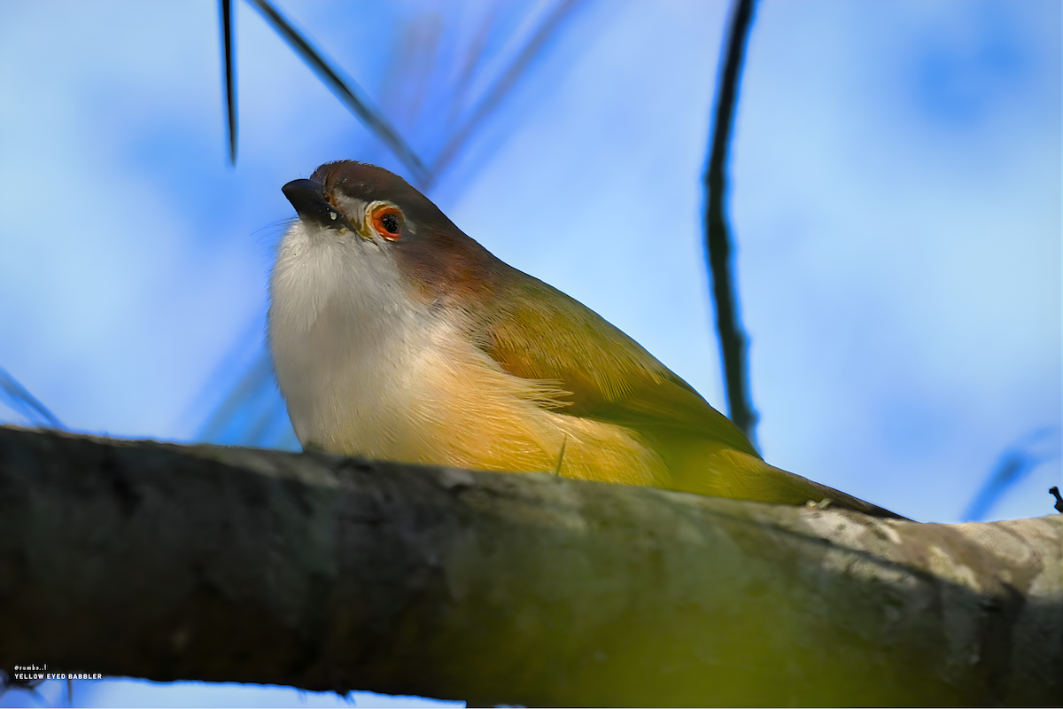 Sarı Gözlü Fulvetta - ML647691560