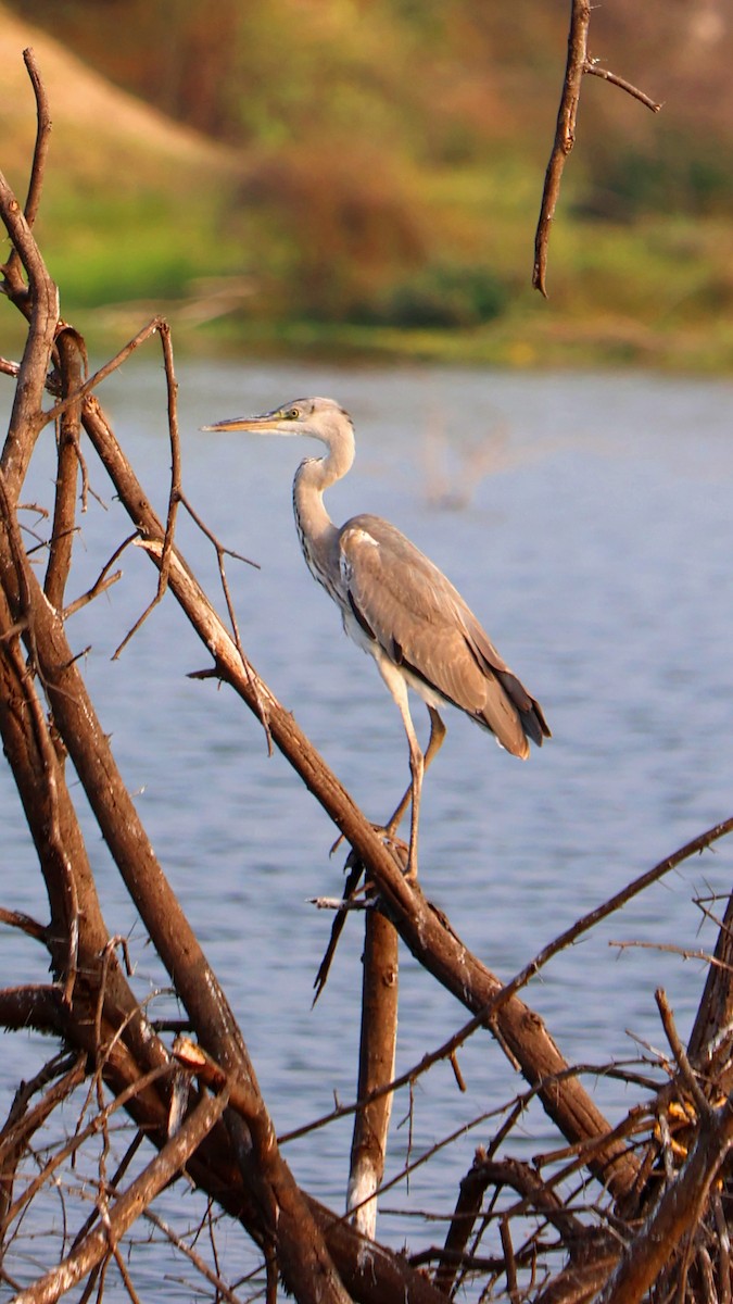 Gri Balıkçıl - ML647691562