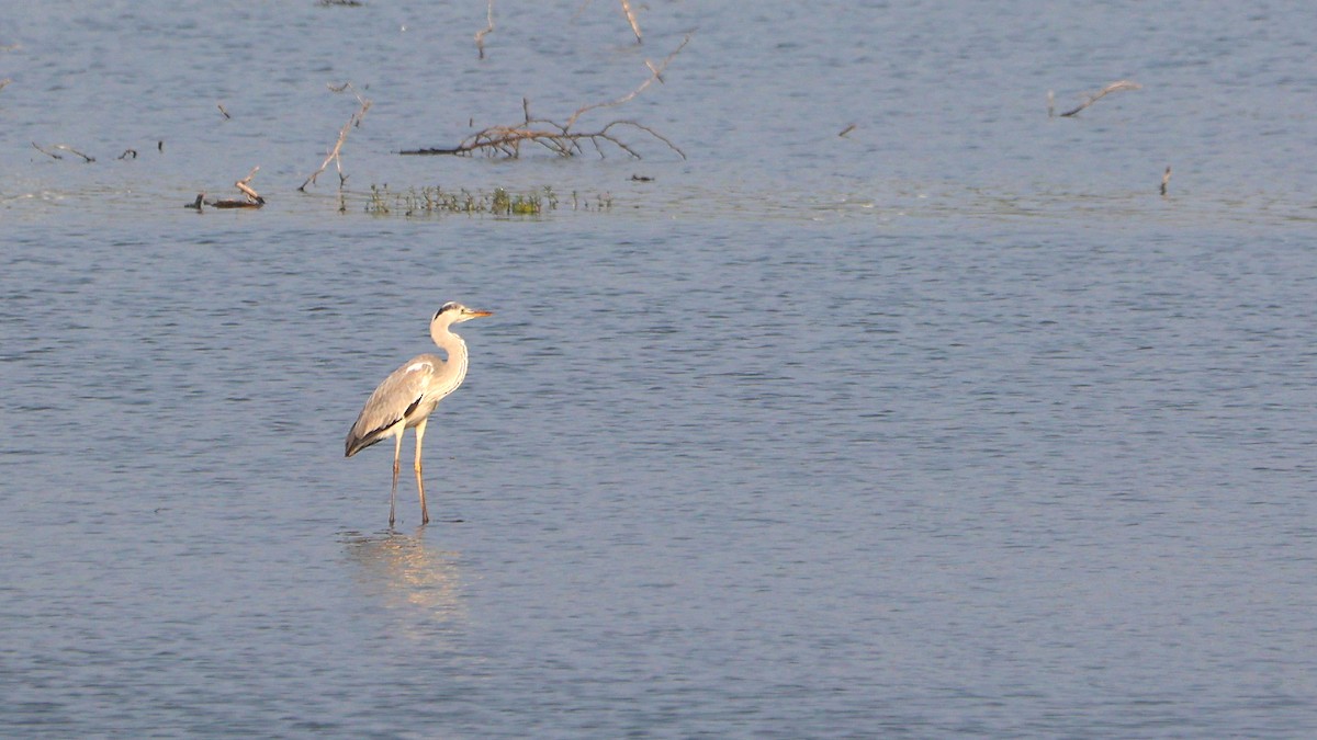 Gri Balıkçıl - ML647691563