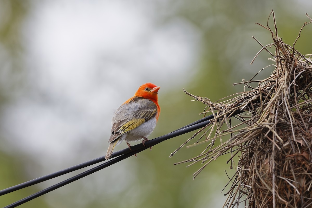 Fırfır Dokumacı - ML647691567