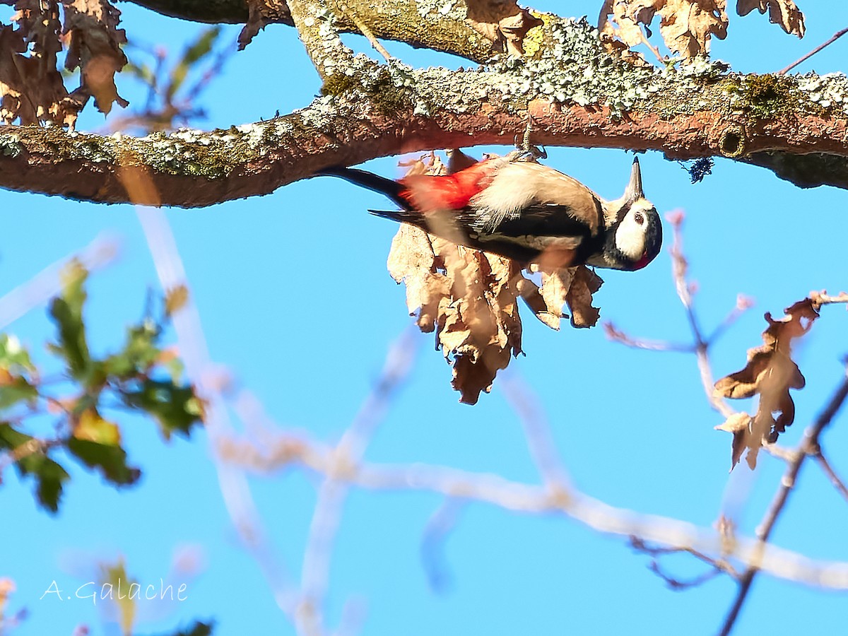 Orman Alaca Ağaçkakanı - ML647691578