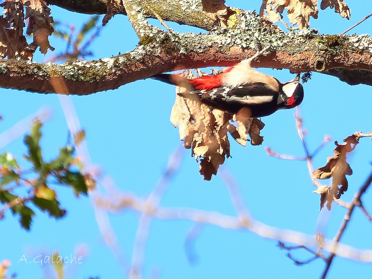 Orman Alaca Ağaçkakanı - ML647691579