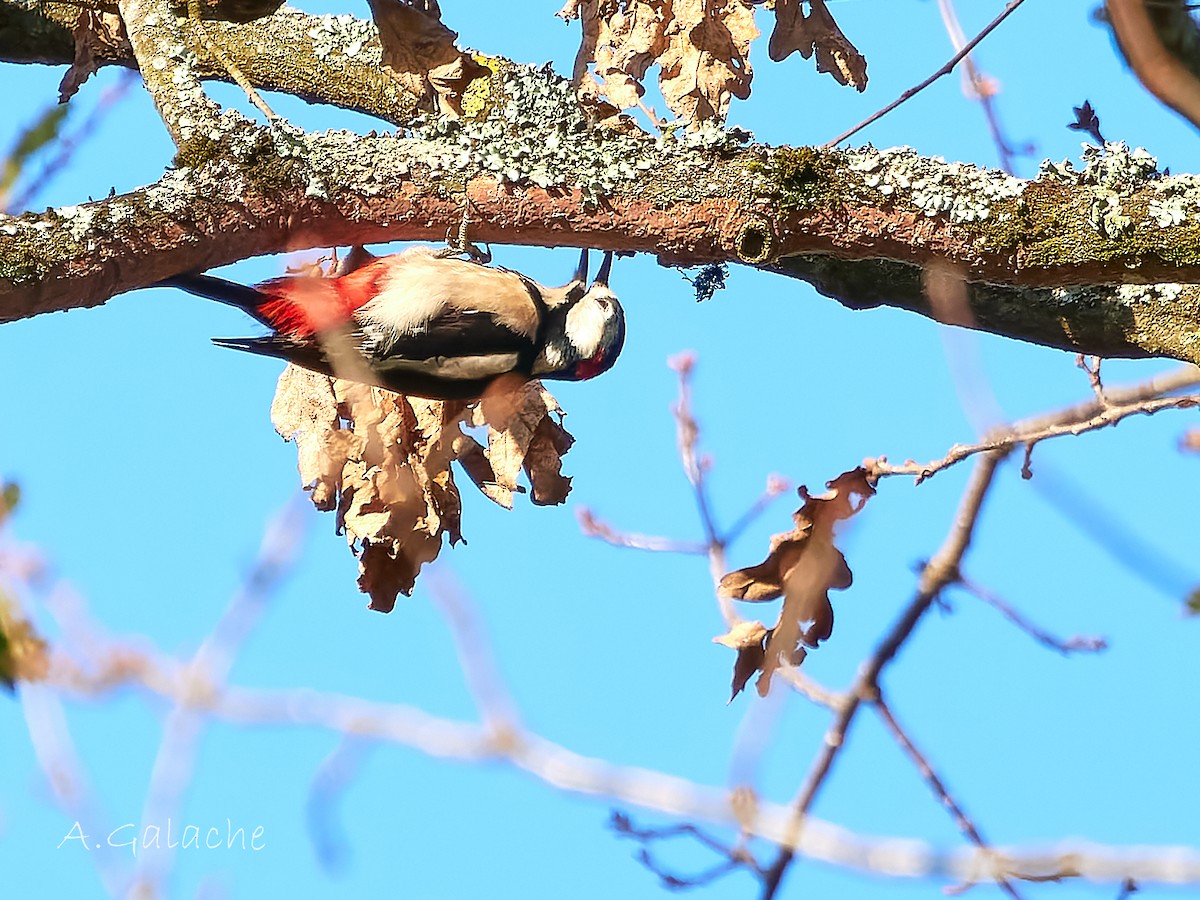 Orman Alaca Ağaçkakanı - ML647691580