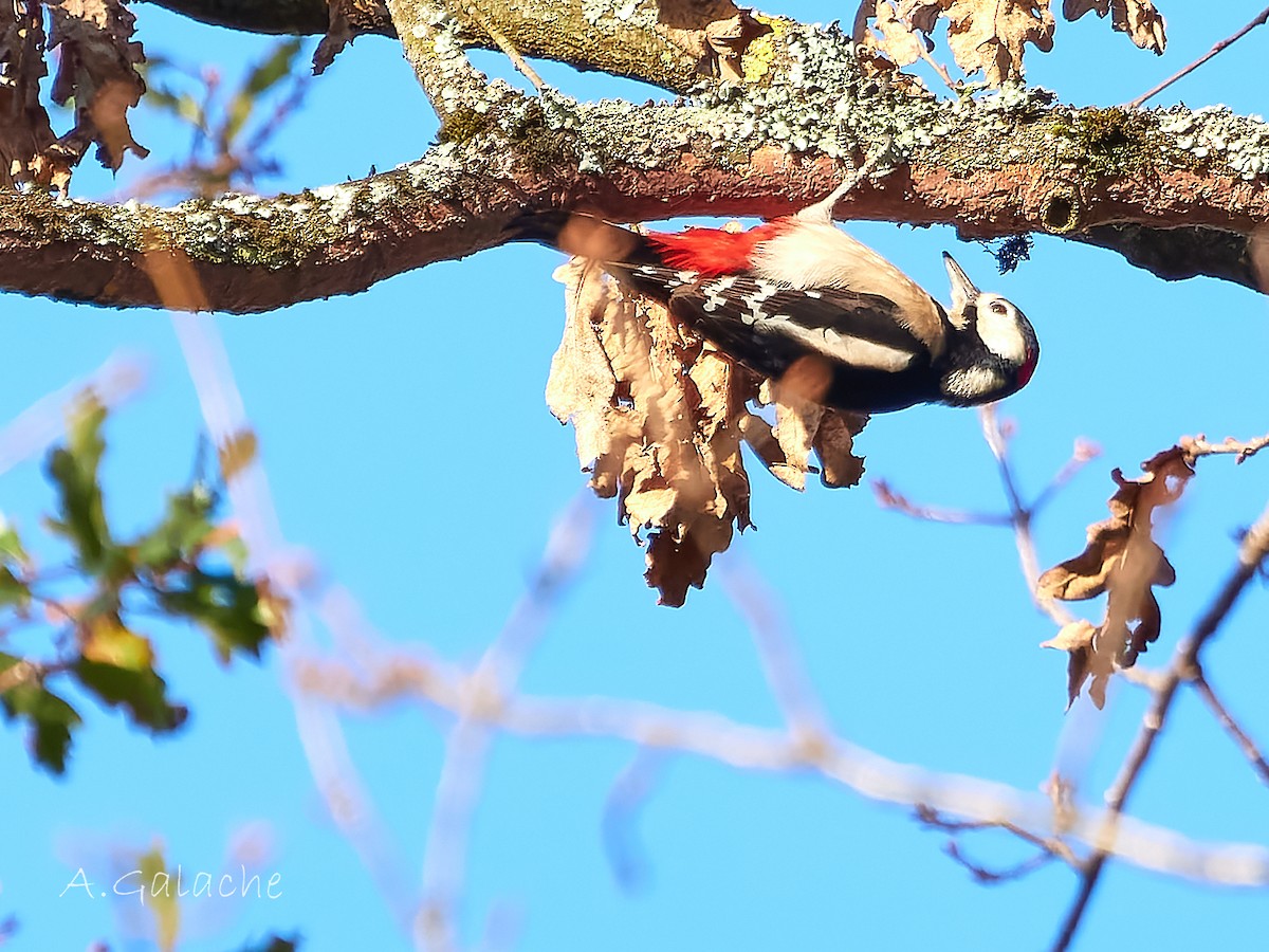 Orman Alaca Ağaçkakanı - ML647691581