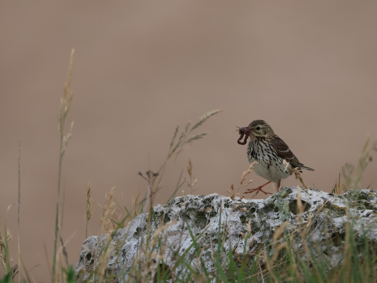 Çayır İncirkuşu - ML647691582