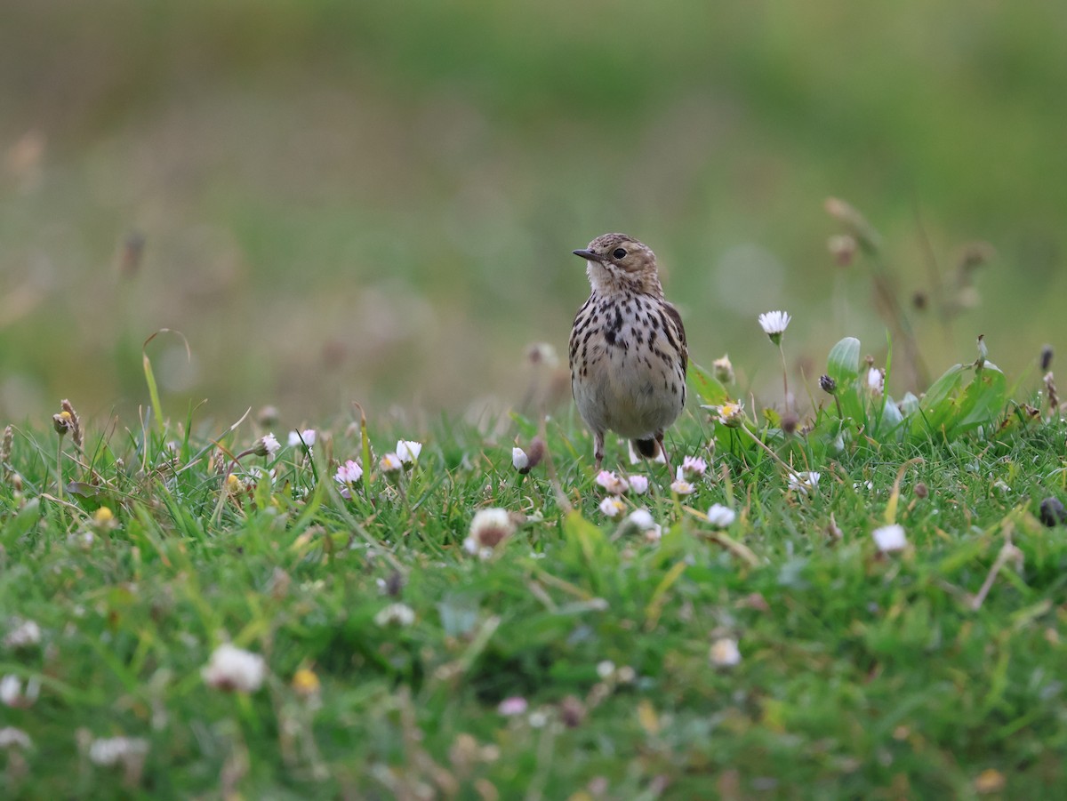 Çayır İncirkuşu - ML647691588