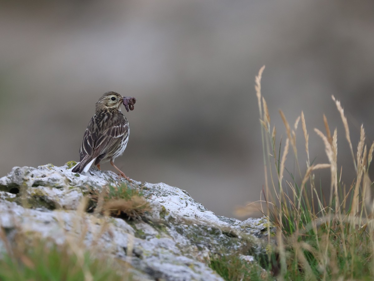 Çayır İncirkuşu - ML647691589