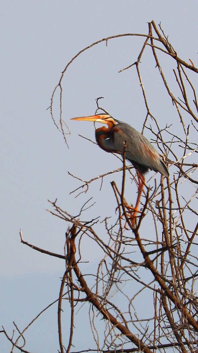 Erguvani Balıkçıl - ML647691602