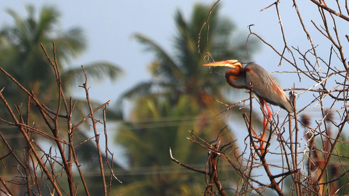 Erguvani Balıkçıl - ML647691603