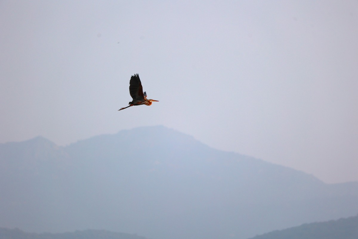 Erguvani Balıkçıl - ML647691604