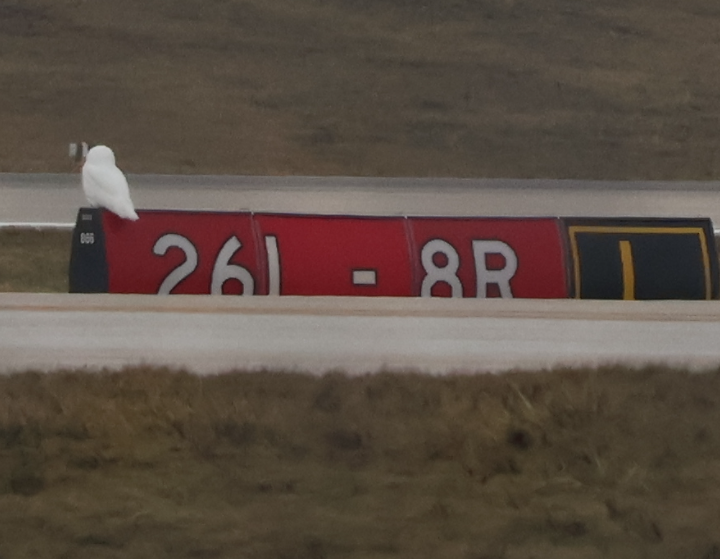 Kar Baykuşu - ML647691606