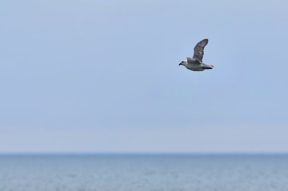 Kutup Fırtınakuşu - ML647691607