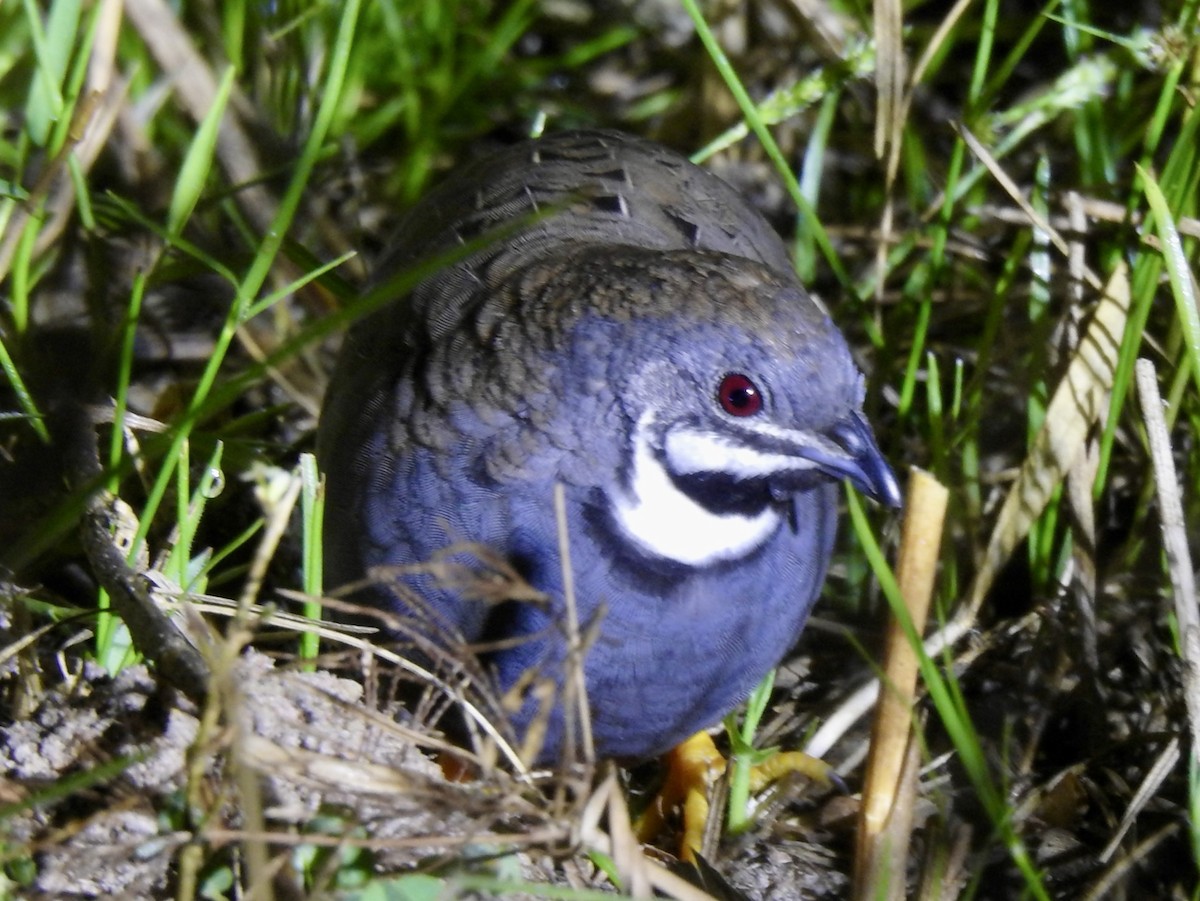 křepelka čínská - ML647691672