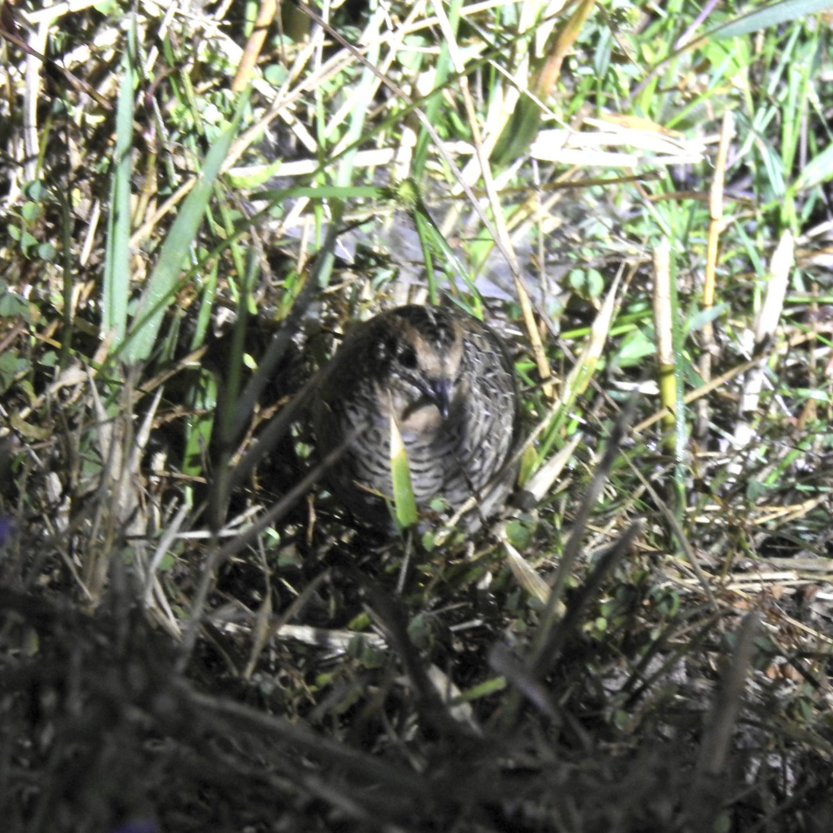 křepelka čínská - ML647691673