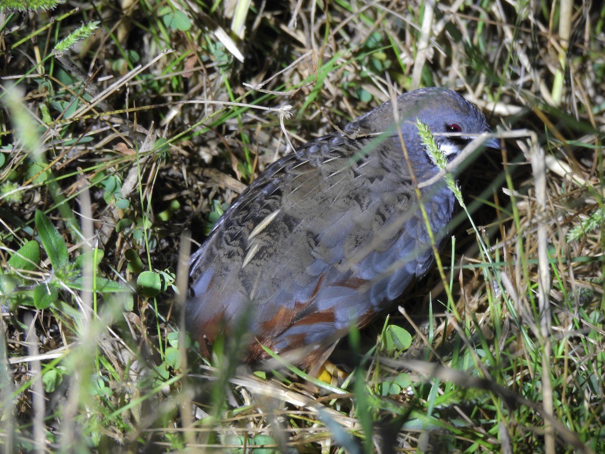 křepelka čínská - ML647691675