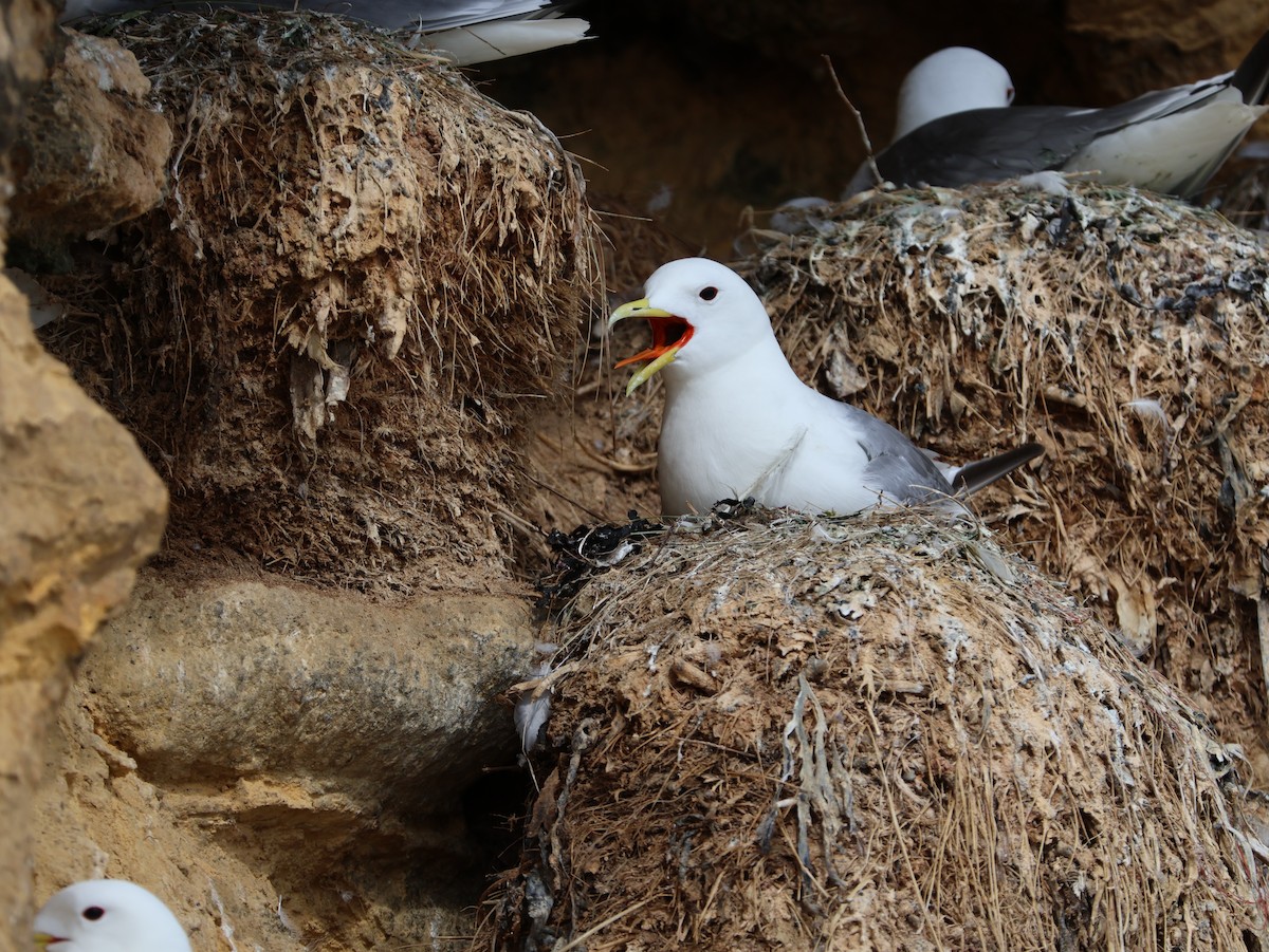 Black-legged Kittiwake - ML647691712