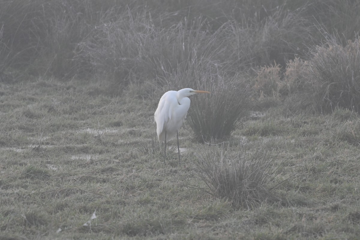 Garceta Grande - ML647691730