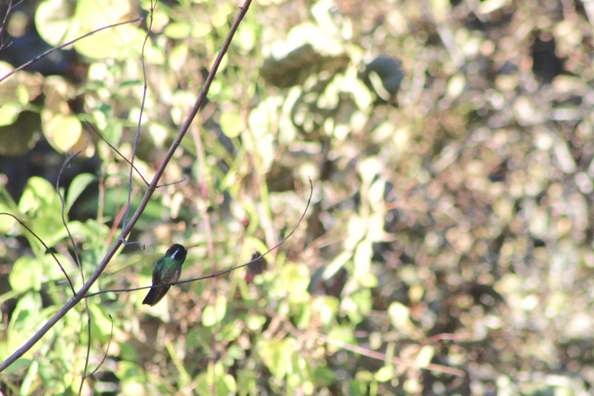 White-eared Hummingbird - ML647691743