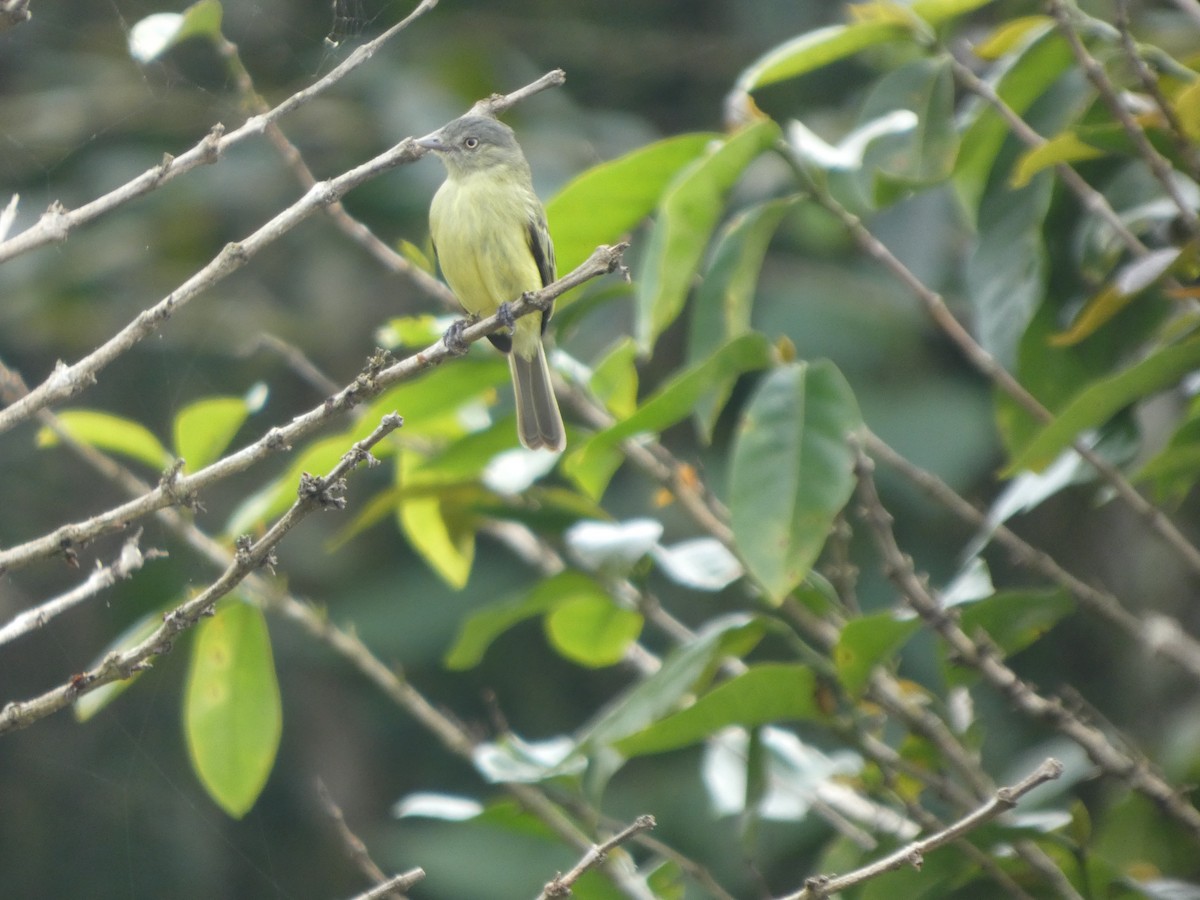 Red-billed Tyrannulet - ML647691768