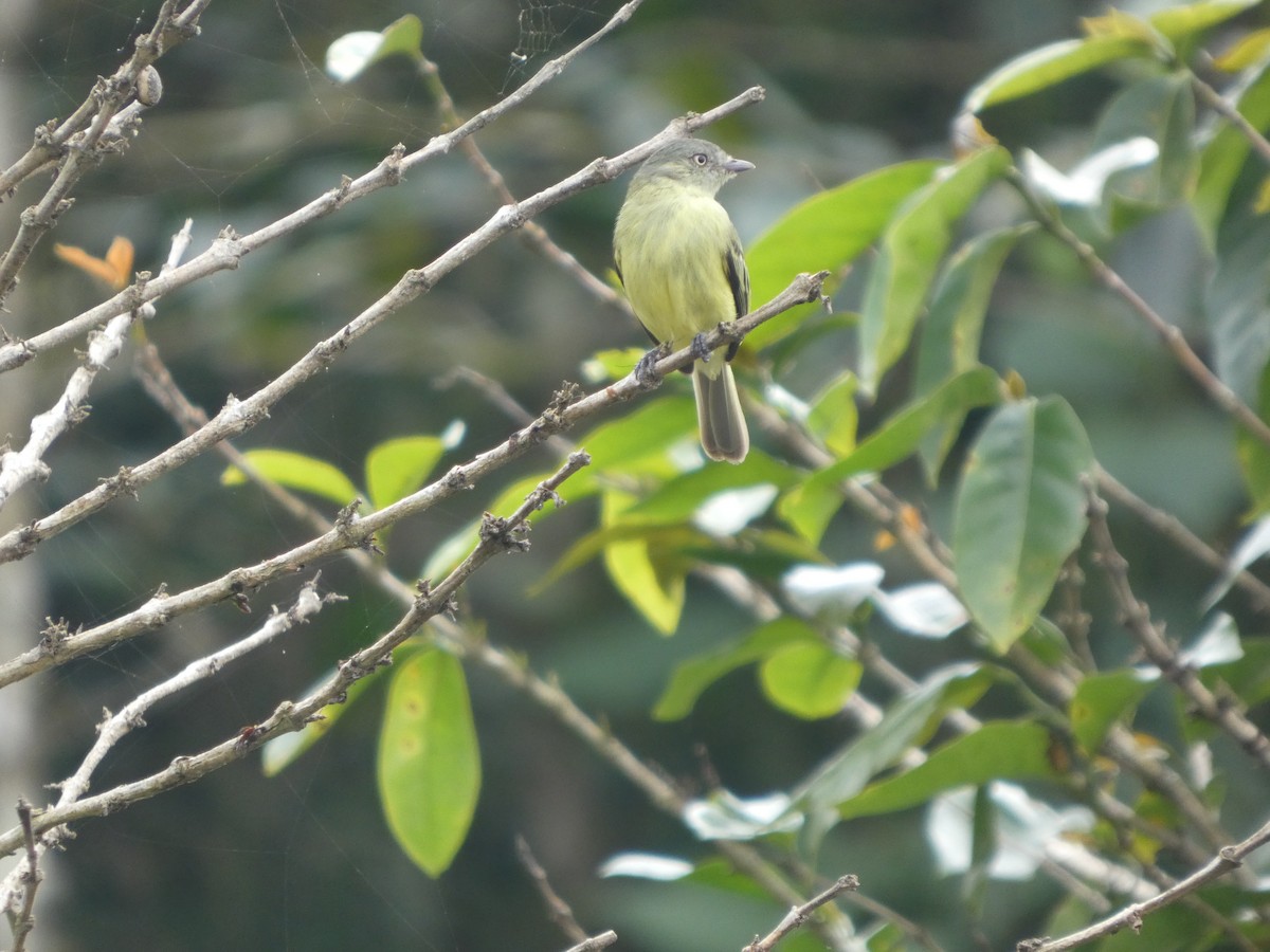 Red-billed Tyrannulet - ML647691769