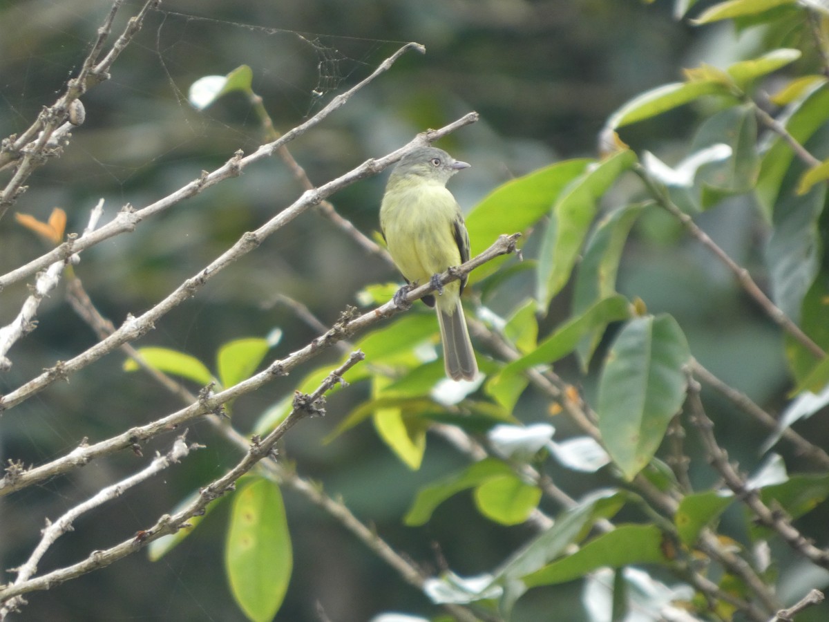 Red-billed Tyrannulet - ML647691770