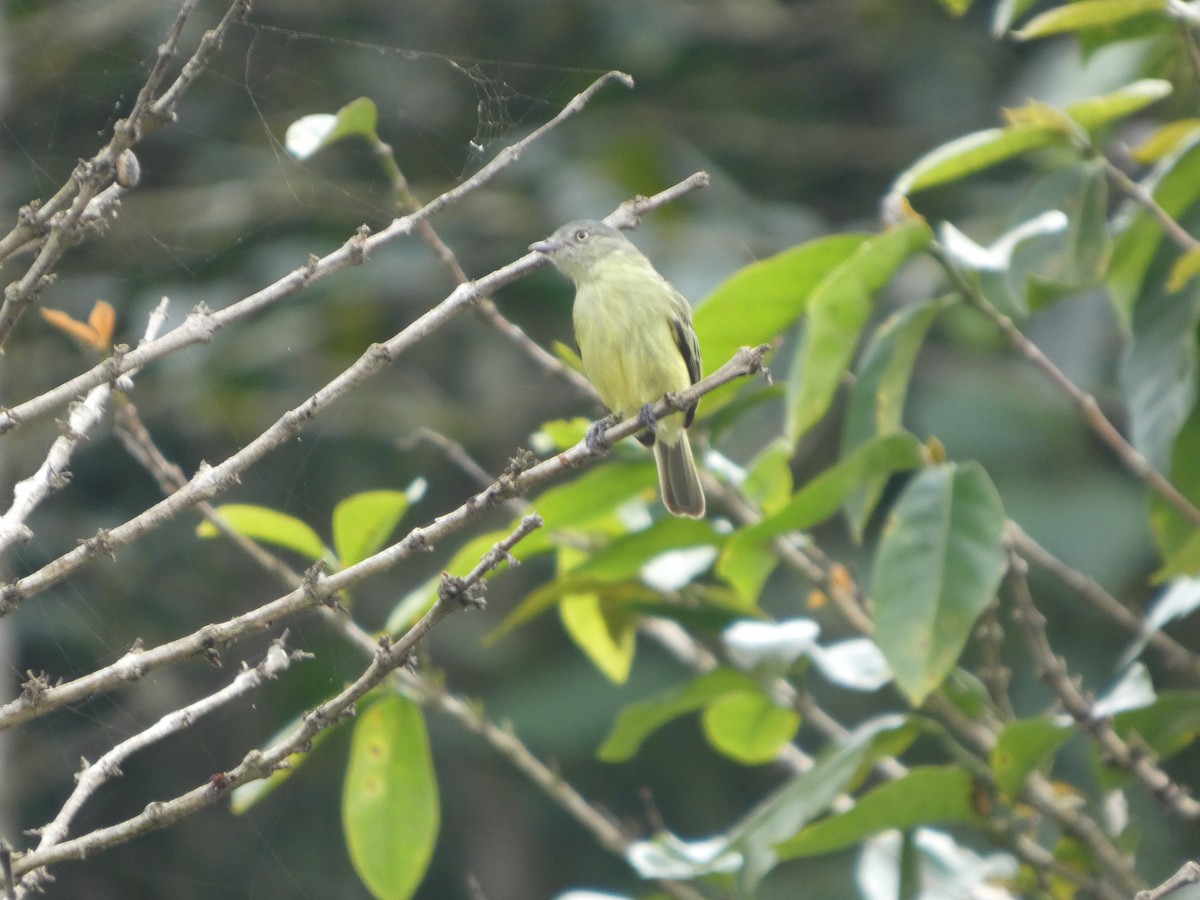 Red-billed Tyrannulet - ML647691771