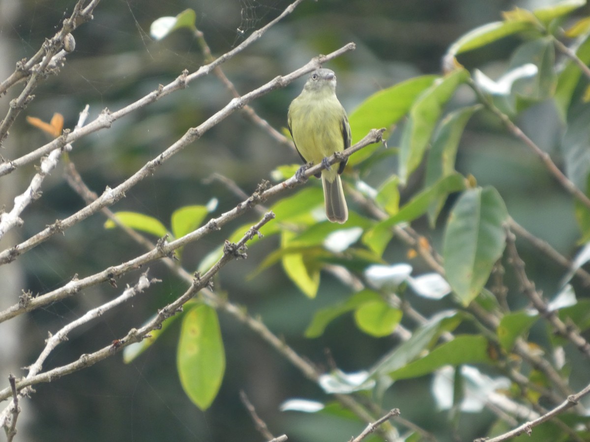 Red-billed Tyrannulet - ML647691773