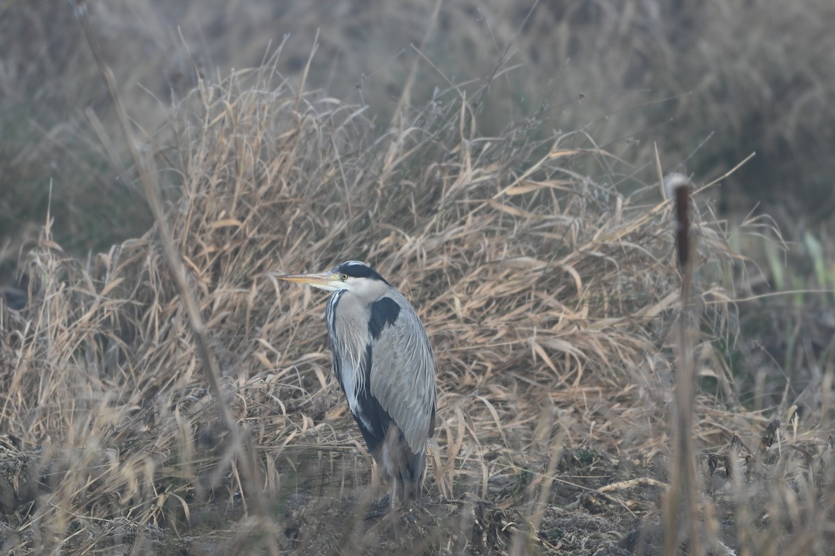 Gray Heron - ML647691780