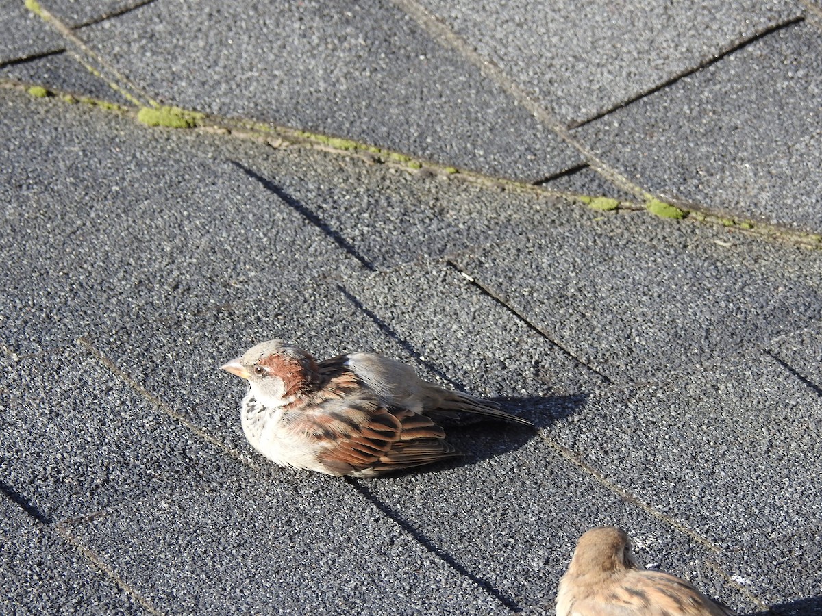 House Sparrow - ML647691781