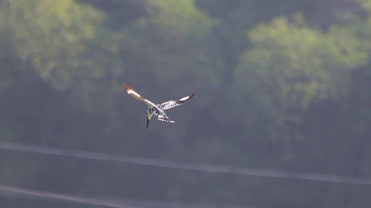 Pied Kingfisher - ML647691785