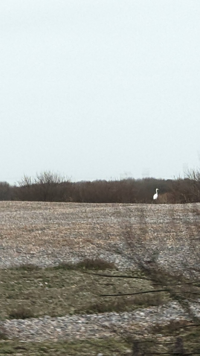 Great Egret - ML647691786