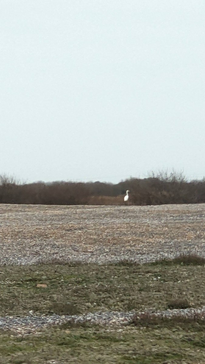 Great Egret - ML647691787